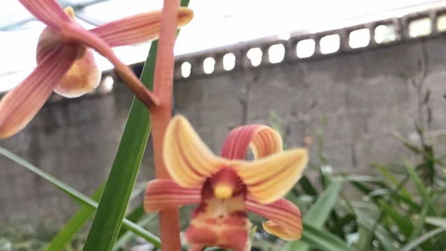 兰花开花期间怎么浇水（兰花在花期如何浇水）