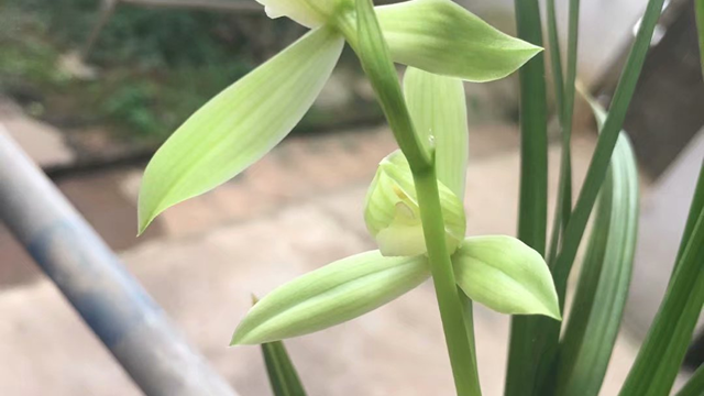 兰草怎样鉴别名贵（野生兰草怎样鉴别名贵）