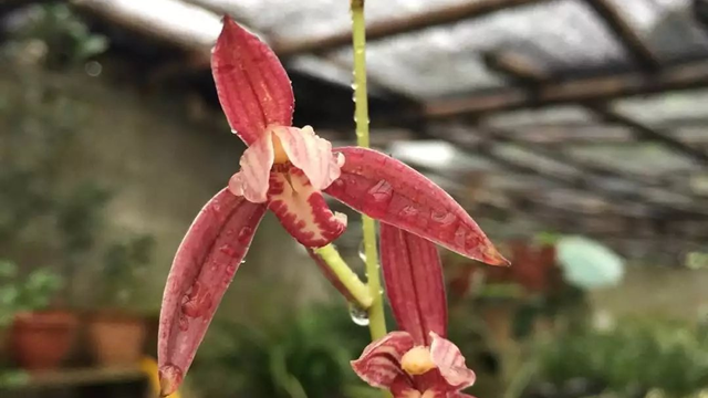 醉美人兰花特点 醉美人兰花介绍