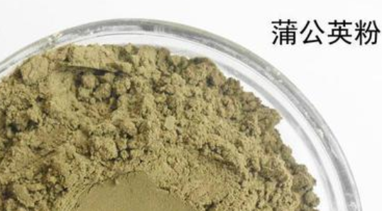 蒲公英根磨粉的功效与作用 蒲公英的根磨粉怎么样