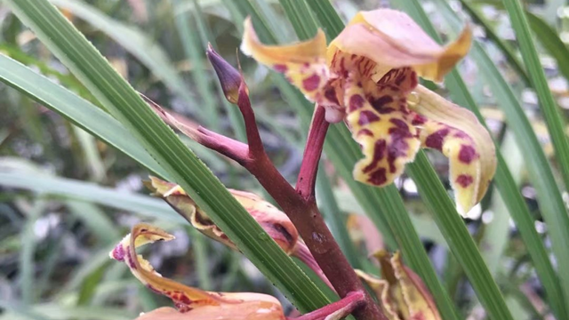 大花蕙蘭花后管理（大花蕙蘭花后如何管理）