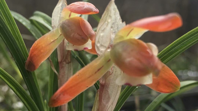 醋噴蘭花有什么好處（蘭花噴醋的壞處）