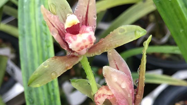 建蘭金荷如何種植（建蘭金荷如何種植和管理）