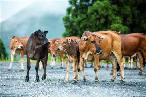 2021年牛价格预测：是涨价还是下跌 2021年牛价格下跌吗?