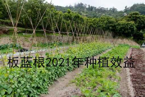 板藍根收購價多少錢一斤 板藍根收購價格多少錢一斤