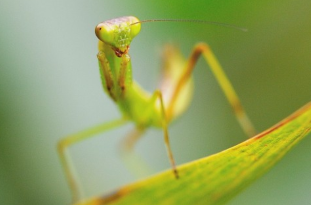 螳螂是益虫还是害虫 金龟子是益虫还是害虫