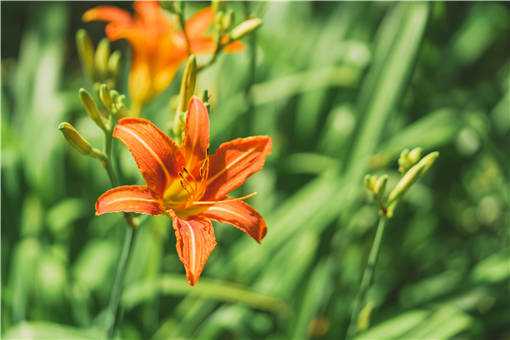 2020年黄花菜的种植前景如何 黄花菜种植第一年产量