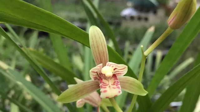 蘭花開(kāi)花時(shí)要注意什么 蘭花開(kāi)花時(shí)需要注意什么