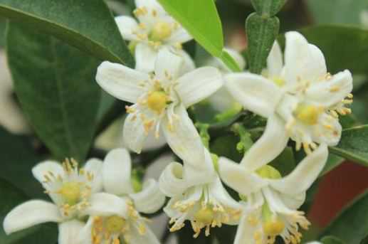 代代花别名叫什么（代代花是什么植物的花）