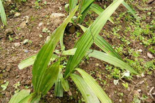 2020年白芨種植前景如何