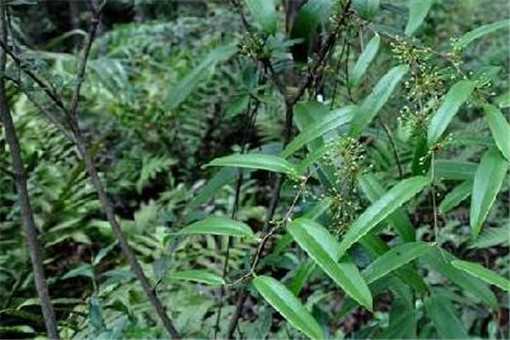 茯苓適合哪些地區(qū)種植（土茯苓適合什么地方種植）