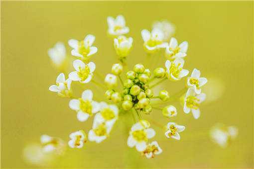 農(nóng)村種植薺菜