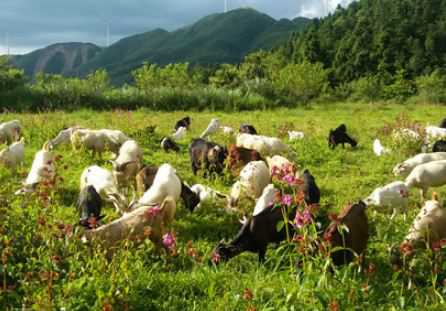 荒山養(yǎng)羊需要養(yǎng)殖證嗎（放養(yǎng)山羊100只需要多少畝荒山）