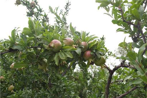 軟籽石榴的栽培技術(shù)