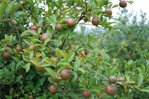 2020年茶油樹種植前景怎么養(yǎng)（種植茶油樹前景如何）