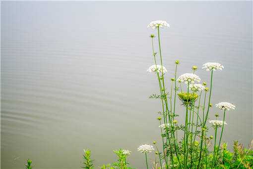 2019年11月白芷价格多少钱一斤（白芷市场价格多少钱一斤）