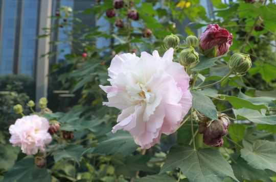 芙蓉的别名叫什么（芙蓉的全名）