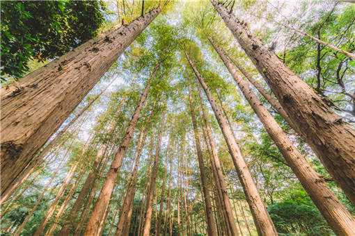 2020年大面积种植什么树效益高（2020年大面积种植什么树效益高一些）