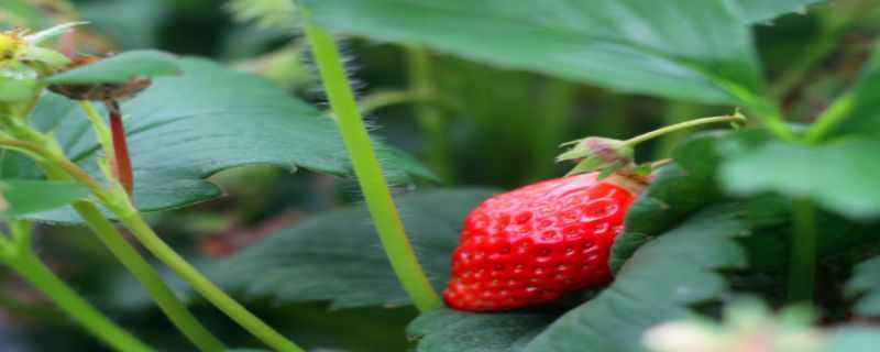 草莓籽怎么種小盆栽 草莓籽怎么種小盆栽視頻