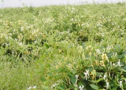 湘蕾樹型金銀花苗價(jià)格是多少錢一棵 湘蕾金銀花苗多錢一株