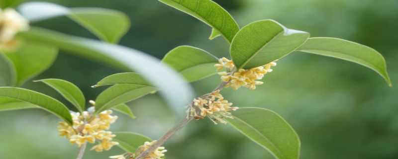 桂花的种植和注意事项（盆栽桂花树种植技术与注意事项）