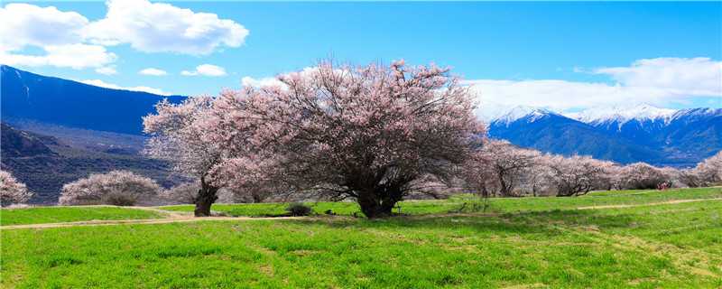 花树生虫了怎么办（花树生虫子怎么办）