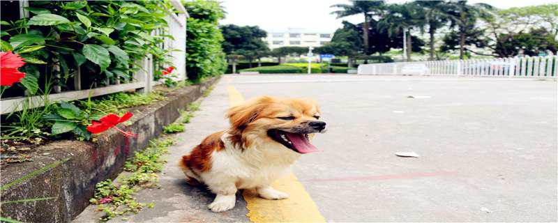 边牧幼犬怎么养 边牧幼犬怎么养,边境牧羊犬喂养攻略