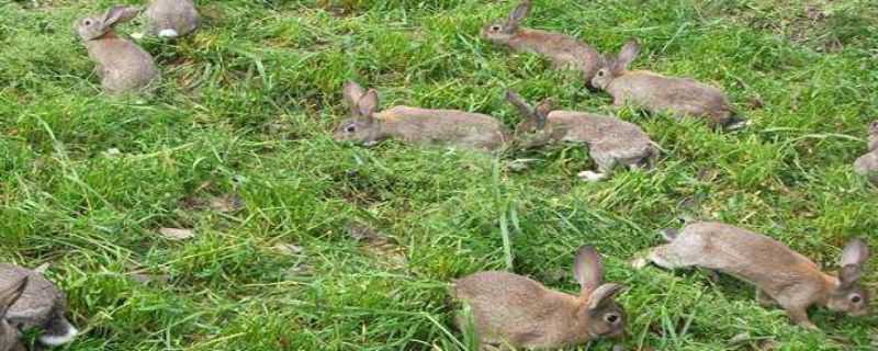 哪里有养殖野兔的 哪里有养殖野兔的地方