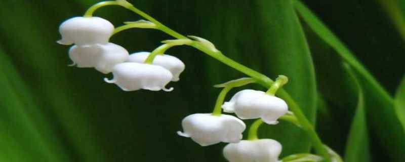 铃兰花根怎么种（铃兰花根怎么种植方法）