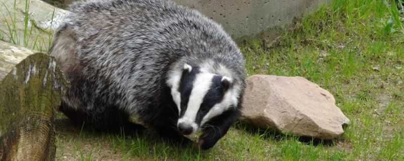 灌豬是國家保護動物嗎 灌豬是國家保護動物嗎圖片