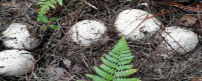 冬荪种植技术 冬荪种植技术的书