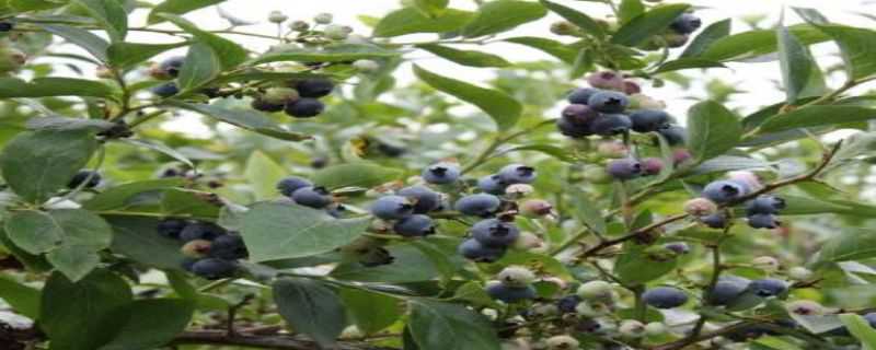 蓝梅种植适合什么地方 蓝梅种植适合什么地方生长