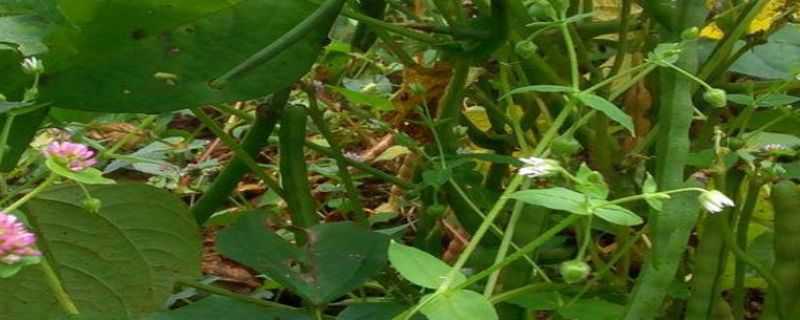 赤豆种植时间（赤豆种植时间与收获时间）