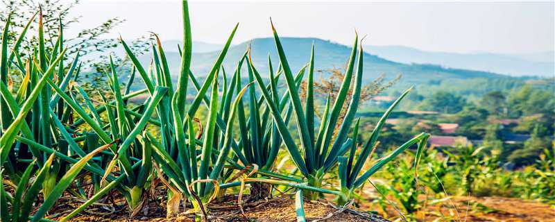 大葱种植时间和方法 山东大葱种植时间和方法