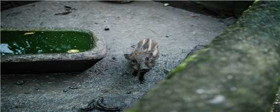 野猪几级保护动物（野猪几级保护动物判几年）