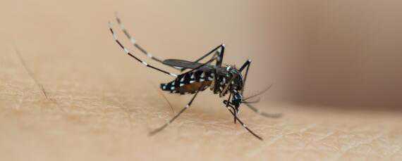 养殖场大面积杀蚊子用什么药 养殖场杀蚊子最好的方法如下