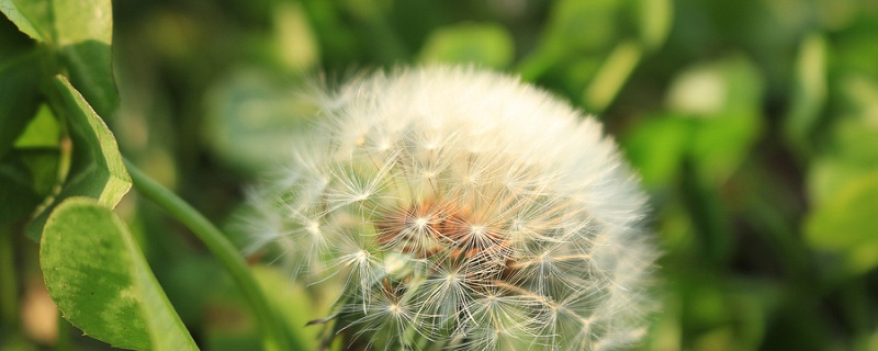 植物传播种子的方法