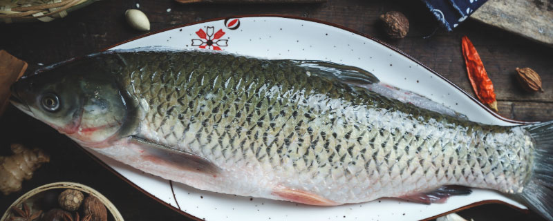 鲤鱼能生活在海水中吗