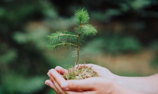 2022年植树节农历几月几号星期几（2021年植树节是几月几日星期几）