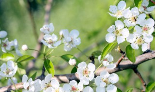 春分二候的花信（春分的二候是什么）