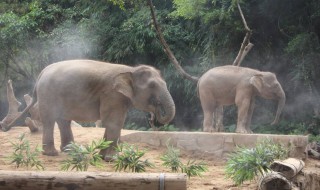 亞洲象屬于幾級重點(diǎn)保護(hù)野生動物（亞洲象屬于國家?guī)准壱吧Ｗo(hù)動物）