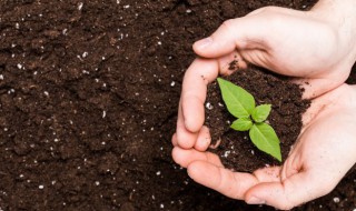 為什么土壤中的微生物特別多 土壤中有什么微生物