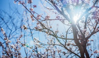 杏花和梅花的区别 杏花和梅花是一种花吗