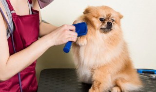 獨立高冷的名字寵物忠厚不粘人 高冷的動物名字