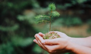 2022年植树节的意义 2022年植树节是什么时候