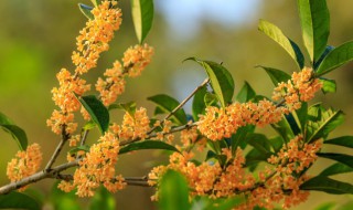 桂花树烂根怎么办（地栽桂花树烂根的表现）