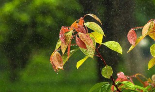 梦见春雨什么意思（女人梦见下春雨是什么意思）