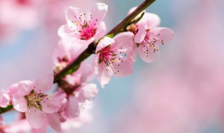 桃花树适合哪里种植（桃花树怎样种植）