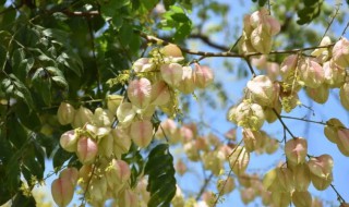 秋天什么樹開花（秋天什么樹開花最漂亮）