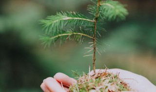 植树节的由来50字（植树节的由来50字左右,二年级）